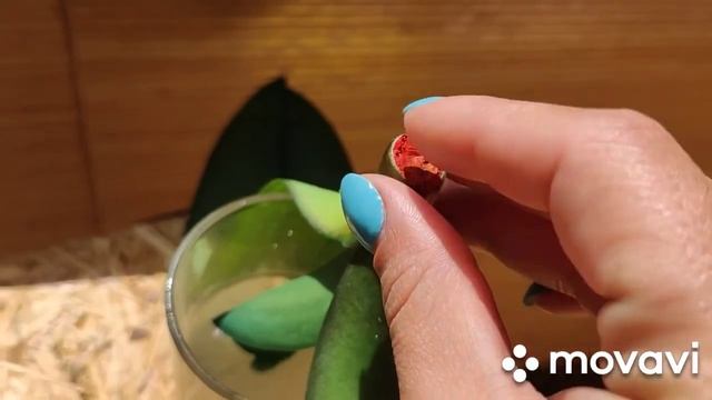 Наращивание корней над водой у орхидеи. смотреть онлайн