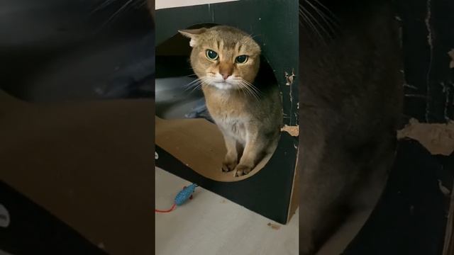 злой кот. смотреть онлайн