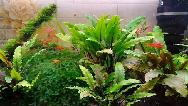 Новые рыбки в 30 литровом аквариуме смотреть онлайн