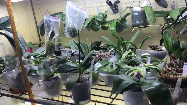 Лампы для орхидей! Дополнительное освещение для моих орхидей! смотреть онлайн