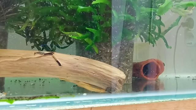 Многие не учитывают этот фактор при РАЗВЕДЕНИИ АНЦИСТРУСОВ / как стимулировать к нересту смотреть онлайн