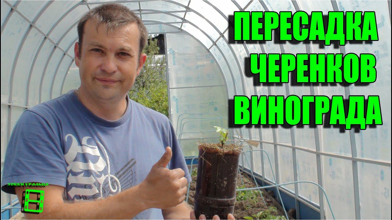 Пересадка черенков винограда (продолжение истории с верхушками саженцев) #Виноград смотреть онлайн