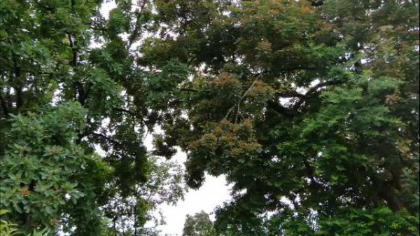 Botanicals from Pankaj Oudhia's Medicinal Plant Database: Drought Stress Mitigation in Onion