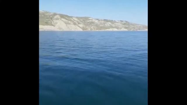 Дельфины Афалины Феодосия 2021г. смотреть онлайн