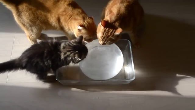 Котики и ледяной шар смотреть онлайн