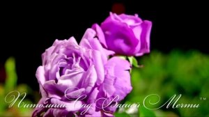 Роза Charles de Gaulle.Обзор сорта. Питомник роз Сад Вашей Мечты. R-221