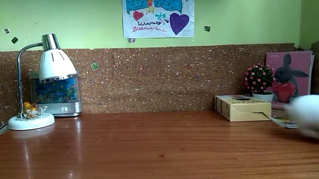 Маленький кролик прыгает по столу. A Little Rabbit Jumping On A Table.