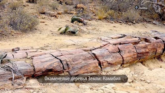 Окаменевшие Деревья на Марсе? Марсоход Curiosity