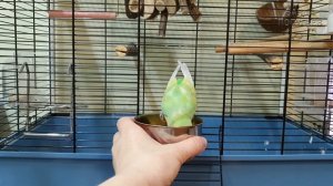 ?? ?Как приучить попугая к овощам и фруктам?