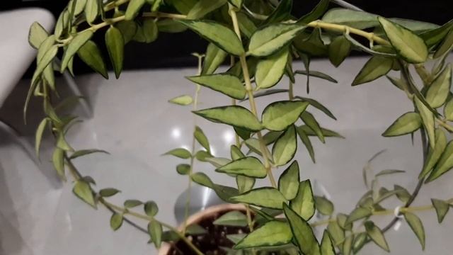 ХОЙЯ. Обзор моей коллекции хой на канале "Светлана Чурбанова Цветочная фея" смотреть онлайн