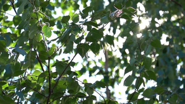 Солнечный летний день. Солнце светит сквозь качающиеся на ветру ветки берёзы смотреть онлайн