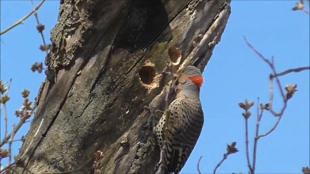 Panasonic HC-V110 - Woodpecker - Full HD 2013 смотреть онлайн