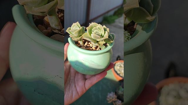 Граптоверия Лавли Роуз в разбитом горшочке смотреть онлайн