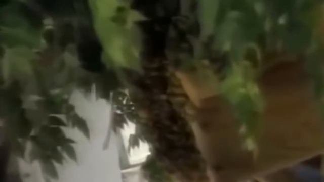 ЖИВОТНЫЕ ПРИ КОНТАКТЕ С КОТОРЫМИ НУЖНО НЕЗАМЕДЛИТЕЛЬНО ОБРАТИТЬСЯ ЗА ПОМОЩЬЮ смотреть онлайн