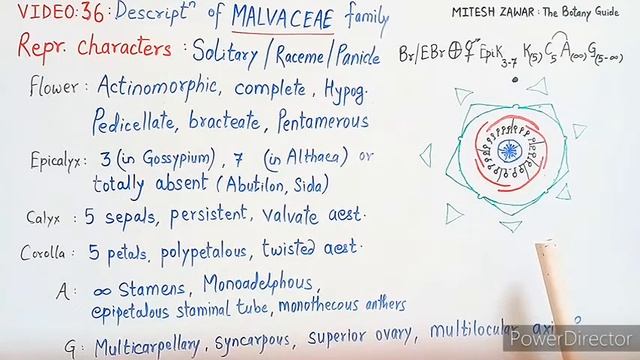 Malvaceae Family || Floral Formula and Floral Diagram of Cotton Family in Hindi and English смотреть онлайн