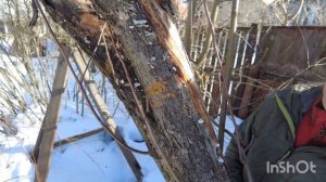 Трутовики на плодовых деревьях