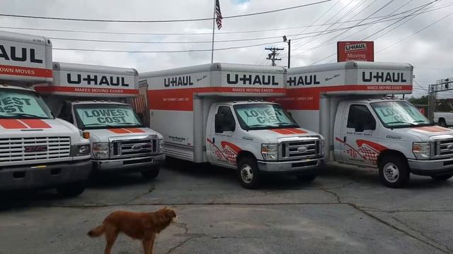 Peacocks in Easley SC U-Haul moving & Storage and garden gallery wall Mural art near Greenville смотреть онлайн