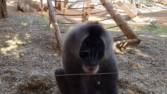 Monkey Park - Tenerife - December 2020 - 4K смотреть онлайн