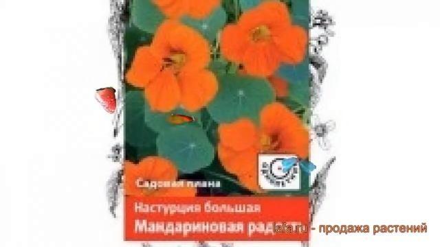 Настурция большая Мандариновая радость ? обзор: как сажать, семена настурции Мандариновая радость смотреть онлайн