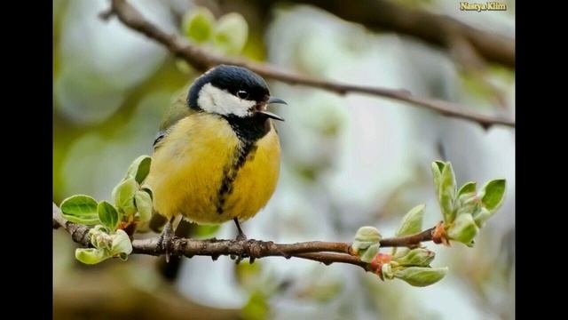 Красивое Пение Синицы 10 минут. Релакс видео для медитации и хорошего настроения. смотреть онлайн