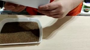 Выращиваем кактусы из семян