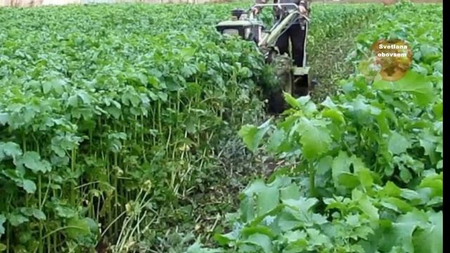 ВНЕСИТЕ ЭТО В ГРЯДКИ ПОД КАРТОФЕЛЬ ОСЕНЬЮ,ЧТО БЫ СОБРАТЬ ТОННУ КРУПНОГО КАРТОФЕЛЯ В СЛЕДУЮЩЕМ ГОДУ! смотреть онлайн