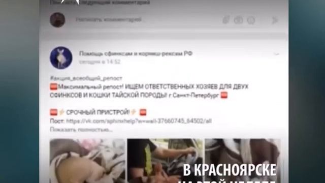 Сфинкса выбросили на улицу. Собаки чуть не разорвали его. смотреть онлайн