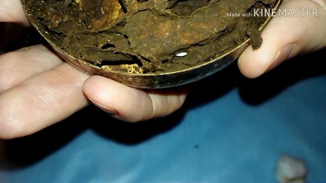 Termites. Термиты. Вскрываю домашний термитник.