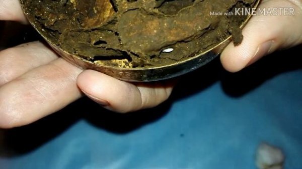 Termites. Термиты. Вскрываю домашний термитник.