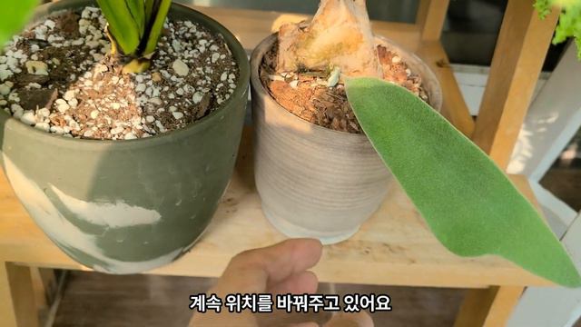 푸릇한 11월 가을 베란다 정원에서 함께 하는 식물 소개해요, 새로들인 아디안텀 피코크, 키우지 말았으면 하는 식물도 등장해요! смотреть онлайн