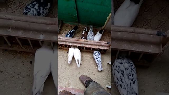 Кормление голубей зимой! смотреть онлайн