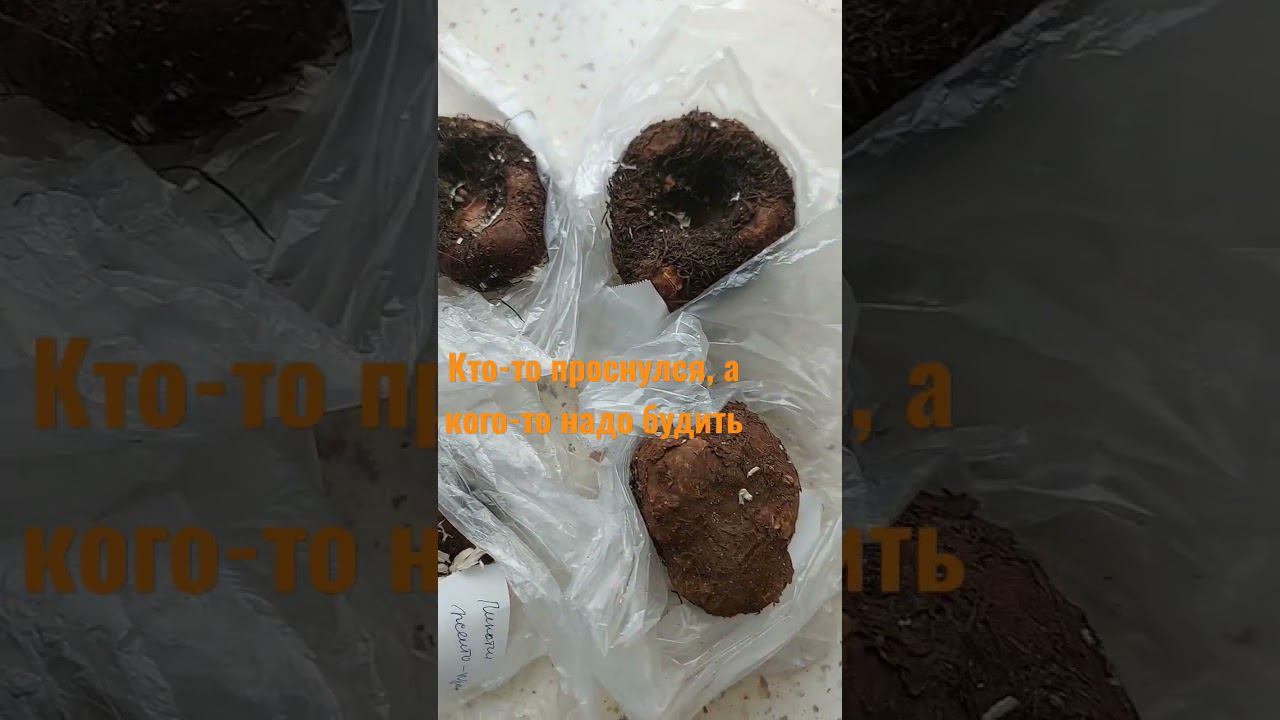 Весеннее пробуждение бегонии