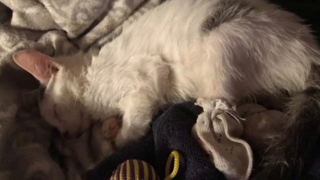 Люди шли мимо БОЛЬНОГО котёнка, только ОНА решилась спасти его.. смотреть онлайн