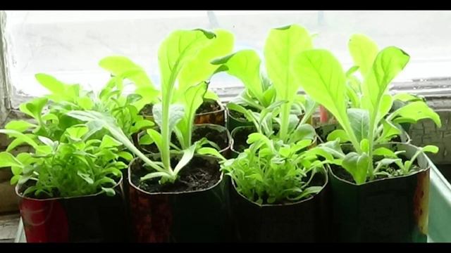 Один день из жизни рассады 1 (СПб, весна 2020) / A Day In The Life Of Seedlings 1