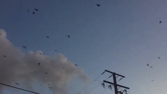 Летучие лисицы в Австралии смотреть онлайн