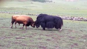 Алтай!  Бык против Сарлыка!