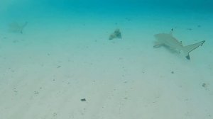 Sharks "attack". Fihalhohi Island Resort. Maldives. ”Нападение “акул. Остров Фихалхохи. Мальдивы.4K
