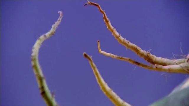 "Пища богов" - 22. 12.11.2013 (куриное яйцо, брюква, крапива, сельдерей) смотреть онлайн