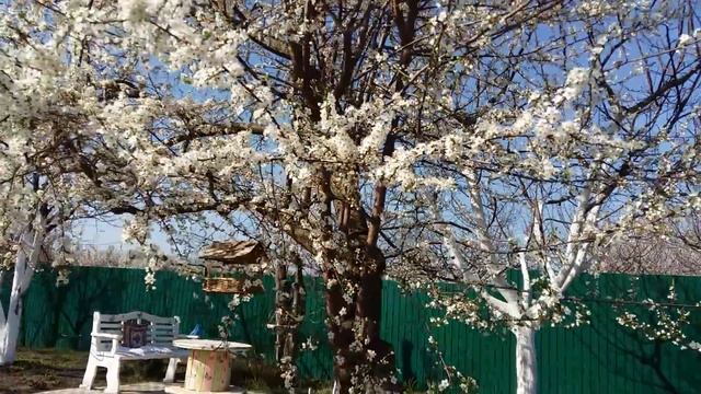 Как вырос Цезарь.Цветет алыча и слива.Какая красота! смотреть онлайн