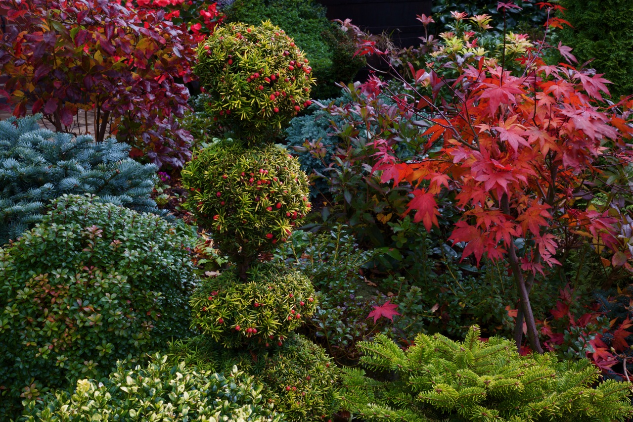 КЛУМБА ИЗ ХВОЙНЫХ РАСТЕНИЙ. ЧАСТЬ 1.mp4 смотреть онлайн