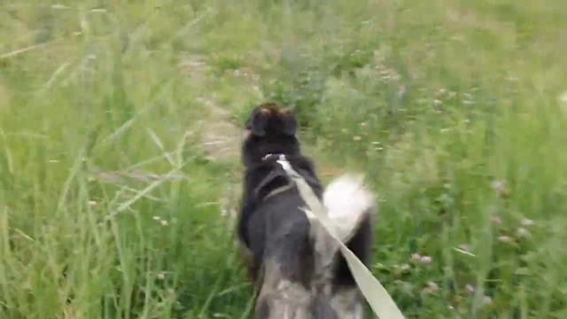 Собака из приюта! Брунька и Глаша смотреть онлайн