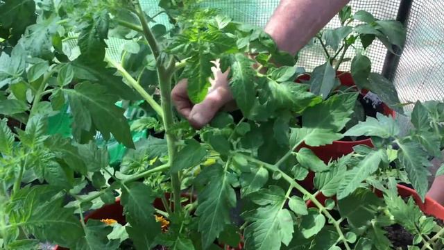 Planting Tomatoes and Lemon Verbena Tea смотреть онлайн