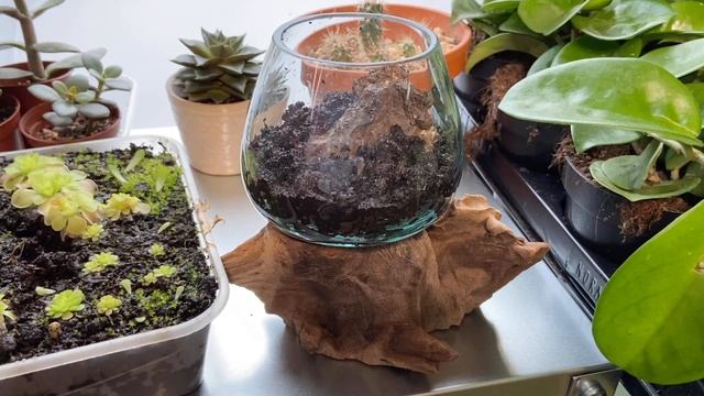 Tiny Carnivorous Plant Terrarium | Pinguicula Esseriana