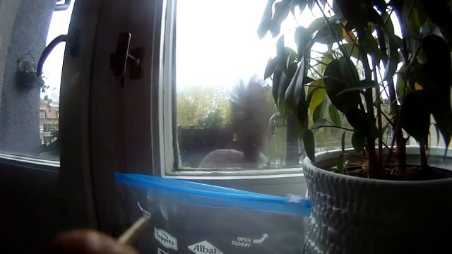 Talking squirrel - Nuts 4 Nuts смотреть онлайн
