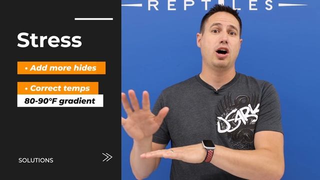 Why Ball Pythons STOP Eating — And How to FIX Them! смотреть онлайн