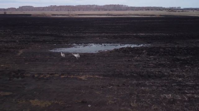Журавли 4к.Исетский район смотреть онлайн