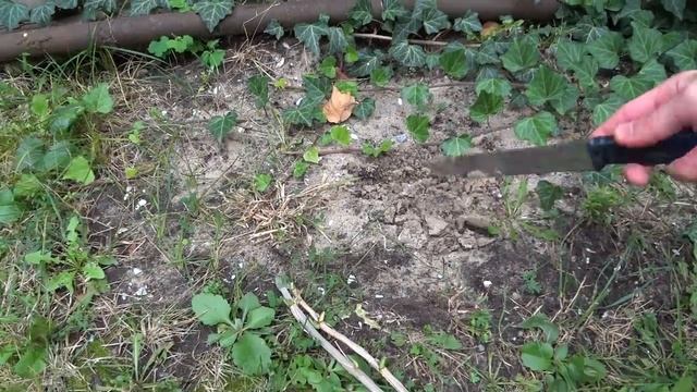 ГЕНИАЛЬНО И ПРОСТО. ЧЕРЕНКИ СМОРОДИНЫ если нарезать и высаживать ТАК - БЫСТРО И ЛЕГКО УКОРЕНЯТСЯ! смотреть онлайн