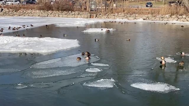 Зима та пташки біля озера в Торонто смотреть онлайн