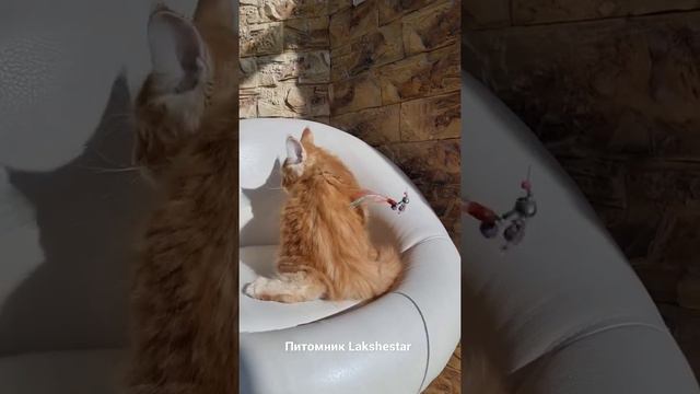 Xavier Mos Lakshestar котенок мейн кун 2 месяца 26 дней. смотреть онлайн