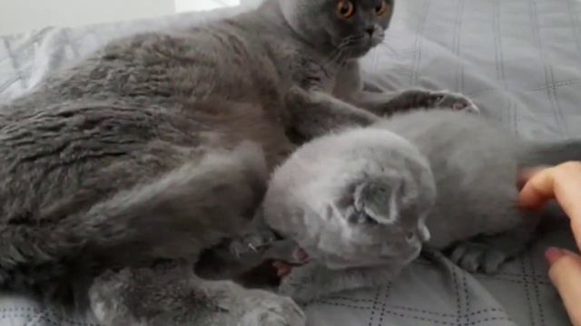 09.10.20.кошка Шанелька и ее котенок.. смотреть онлайн